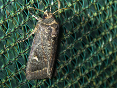 Proteuxoa bistrigula