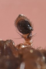 Xysticus lanio