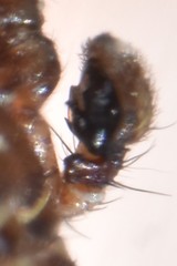 Xysticus lanio
