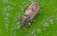 Polydrusus impar