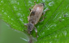 Polydrusus impar