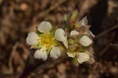 Ivesia sericoleuca