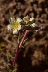 Ivesia sericoleuca