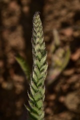 Ivesia sericoleuca