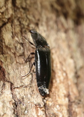 Melanactes