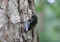 Melanactes