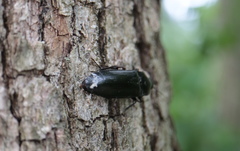 Melanactes