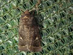 Proteuxoa bistrigula