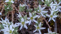 Arenaria armerina