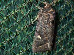Proteuxoa bistrigula