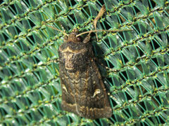 Proteuxoa bistrigula