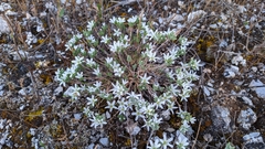 Arenaria armerina