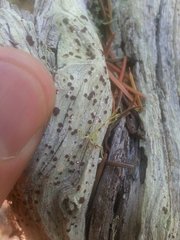 Ophioparma rubricosa