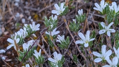 Arenaria armerina