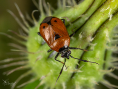 Deraeocoris punctum