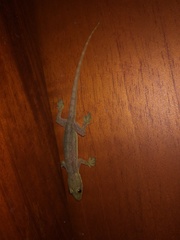 Hemidactylus garnotii