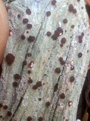 Ophioparma rubricosa