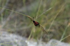 Zygaena punctum