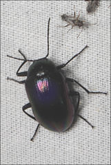 Chalcopteroides cyanopterus