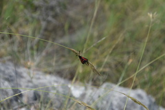 Zygaena punctum
