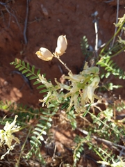 Astragalus praelongus