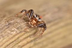 Xysticus lanio