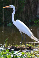 Ardea alba