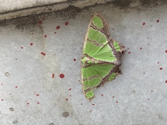 Agathia hilarata