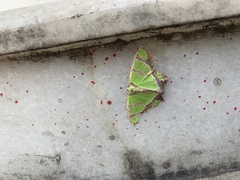 Agathia hilarata
