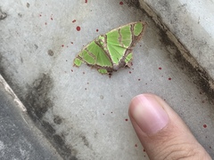Agathia hilarata
