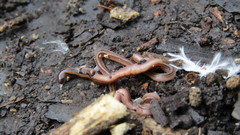 Dolichoplana striata