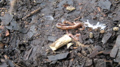 Dolichoplana striata