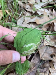 Phytomyza solidaginophaga