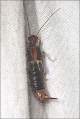 Labidura truncata