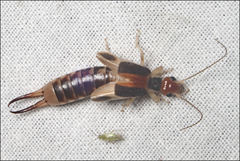 Labidura truncata