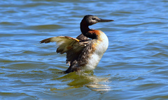 Podiceps major major