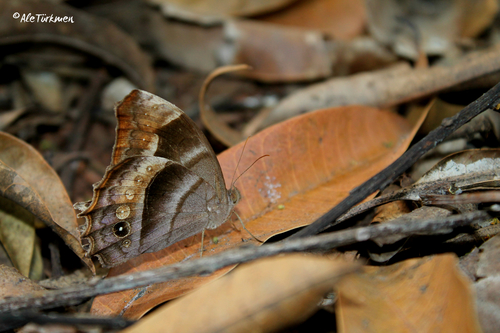 Hook-lined Satyr