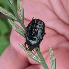 Euphoria sepulcralis