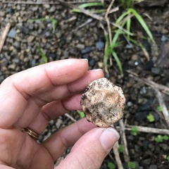 Protubera parvispora