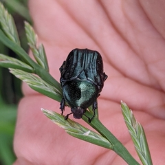 Euphoria sepulcralis