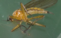 Empis stercorea