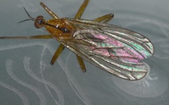 Empis stercorea