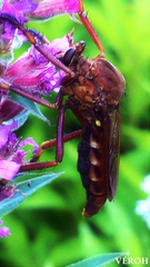 Diogmites basalis