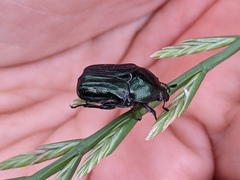 Euphoria sepulcralis
