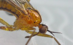 Empis stercorea