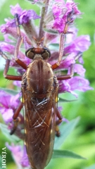 Diogmites basalis