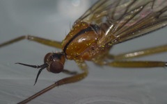 Empis stercorea