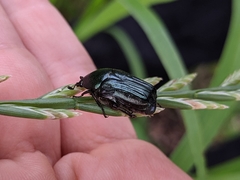 Euphoria sepulcralis