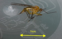 Empis stercorea