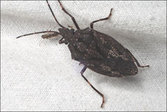 Aglaophon variegatus